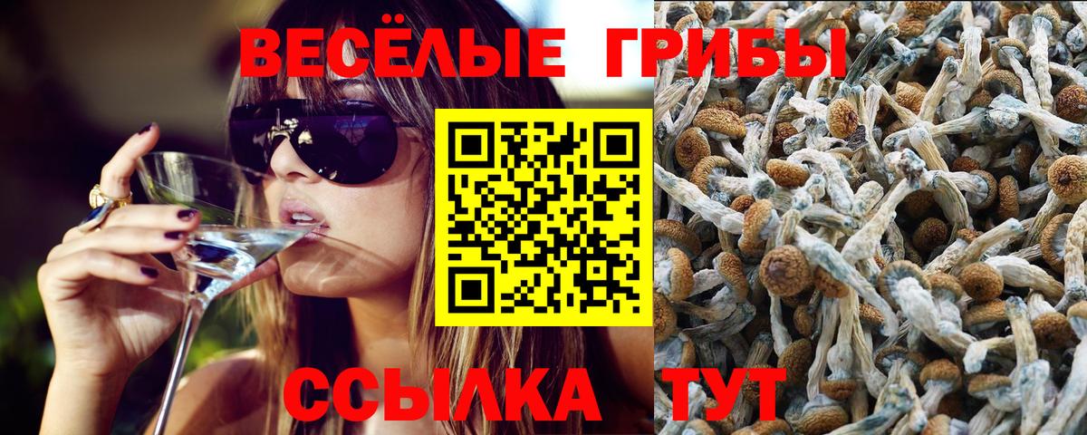 Псилоцибиновые грибы Cubensis  как найти закладки  Новокубанск  Вход с VPN 
